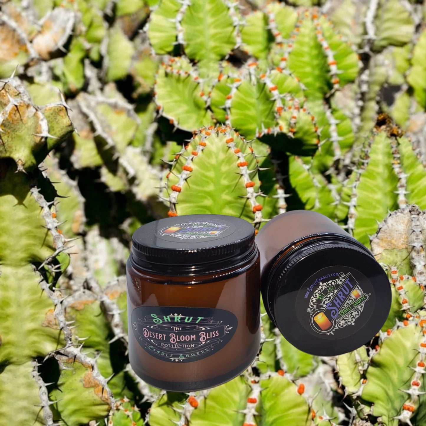 Desert Bloom Bliss: Sunlit Cactus & Vanilla Whispers